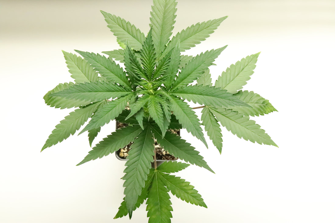 cannabis veg growth