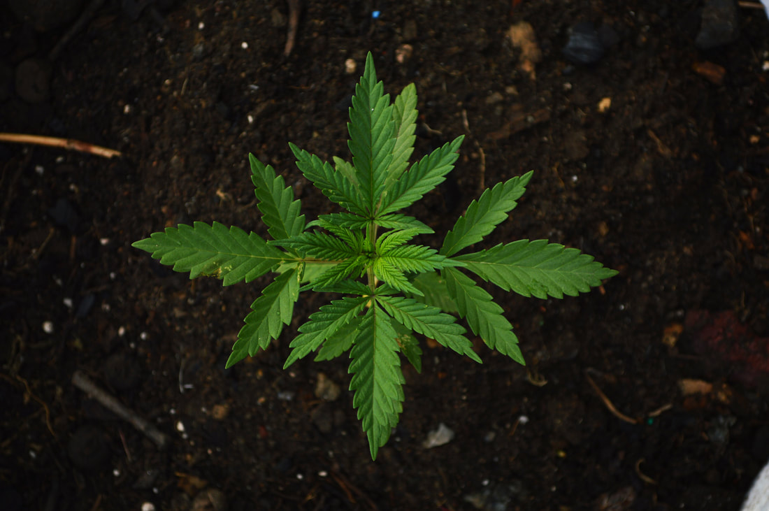 Cannabis in veg