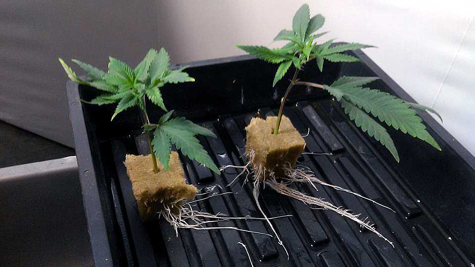 Cannabis roots